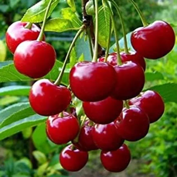 Red_Kashmiri_Sweet_Cherry_Grafted_Fruit_Plant