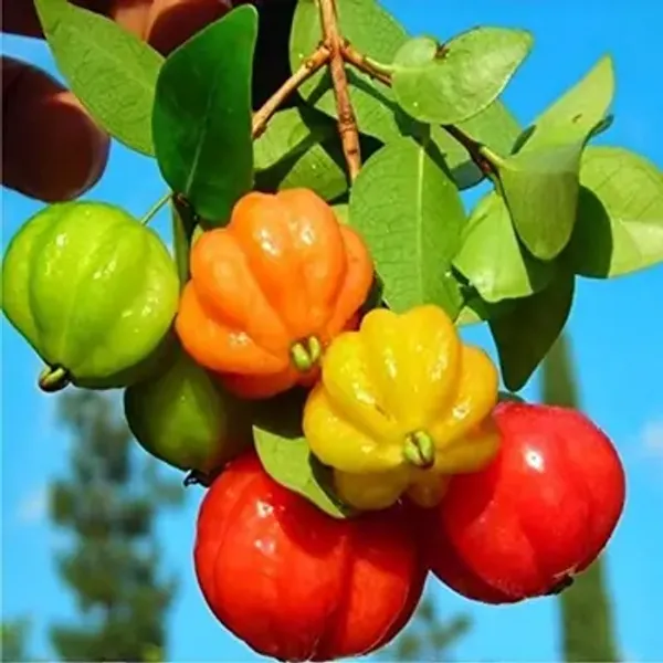 Red_Surinam_Cherry_Fruit_Plant