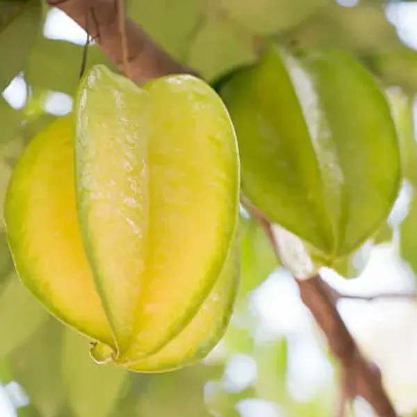 Green_Thai_Variety_Star_Fruit_Plant