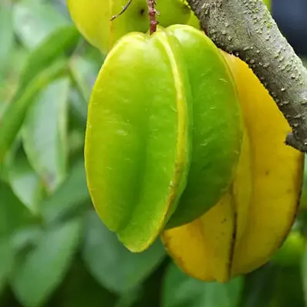 Green_Thai_Variety_Star_Fruit_Plant
