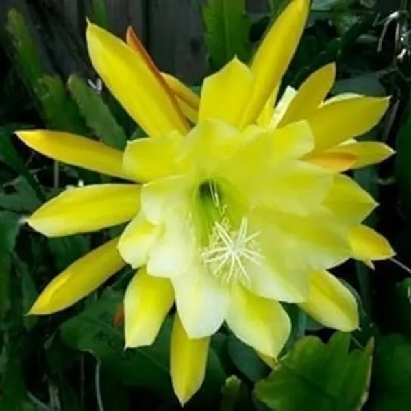 Yellow_Brahma_Kamal_Flower_Plant