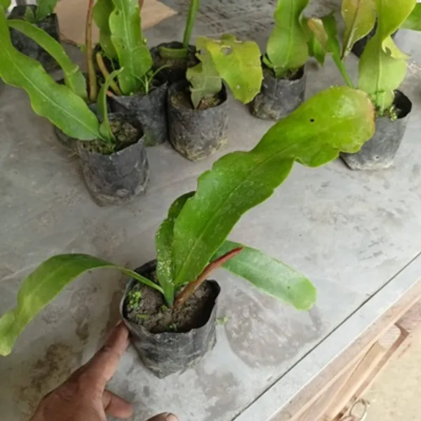 Yellow_Brahma_Kamal_Flower_Plant