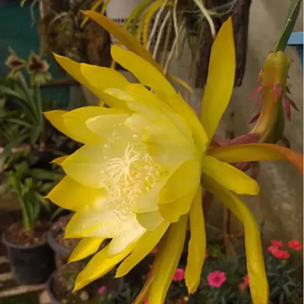 Yellow_Brahma_Kamal_Flower_Plant