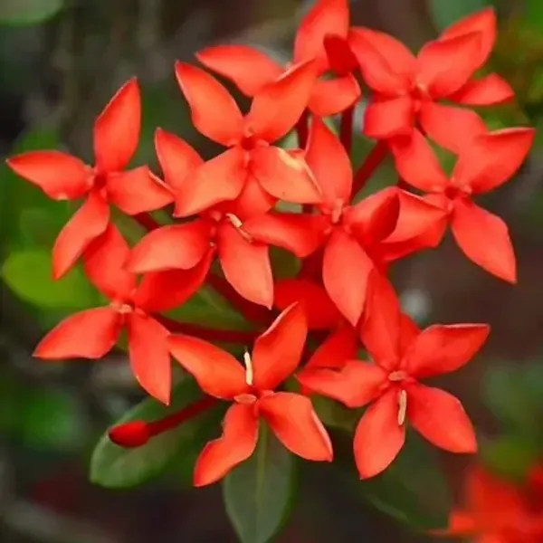 Orange_Chinese_Ixora_Flower_Plants