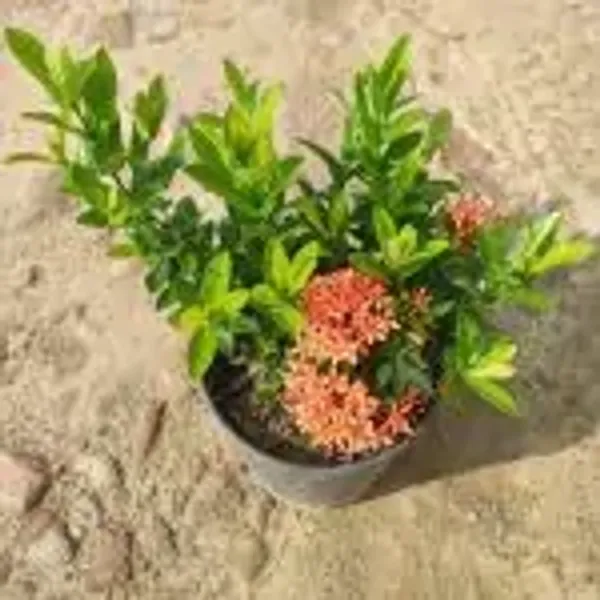 Orange_Chinese_Ixora_Flower_Plants