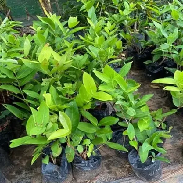 Green_Thai_Variety_Water_Apple_Fruit_Plant
