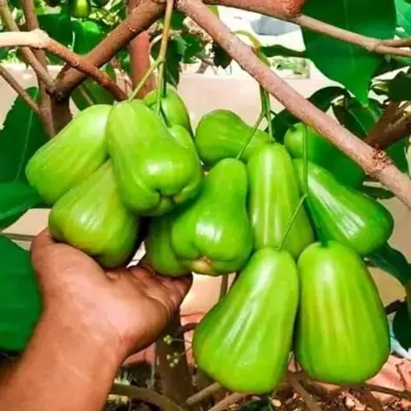 Green_Thai_Variety_Water_Apple_Fruit_Plant