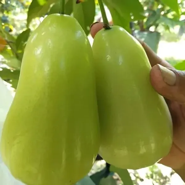 Green_Thai_Variety_Water_Apple_Fruit_Plant