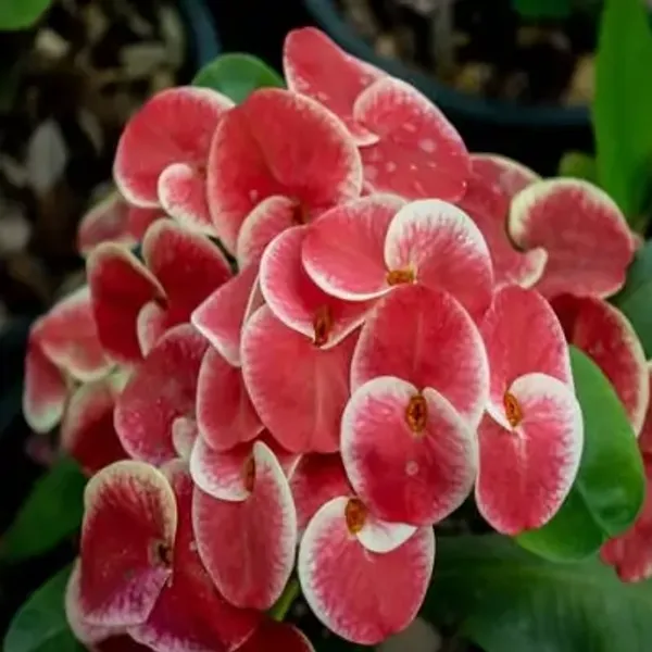 Pink_Euphorbia_Milii_Flower_Plant