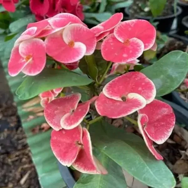 Pink_Euphorbia_Milii_Flower_Plant