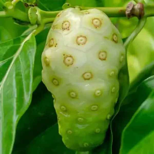 Green_Premium_Noni_Fruit_Plant