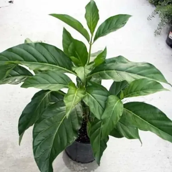 Green_Premium_Noni_Fruit_Plant