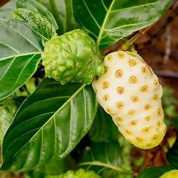 Green_Premium_Noni_Fruit_Plant