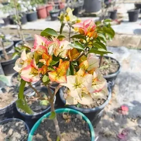 Yellow_Chitra_Bougainvillea_Flower_Plant