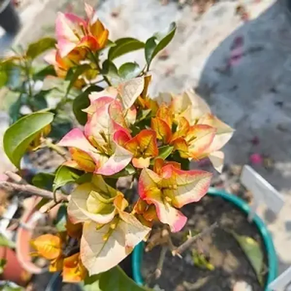 Yellow_Chitra_Bougainvillea_Flower_Plant