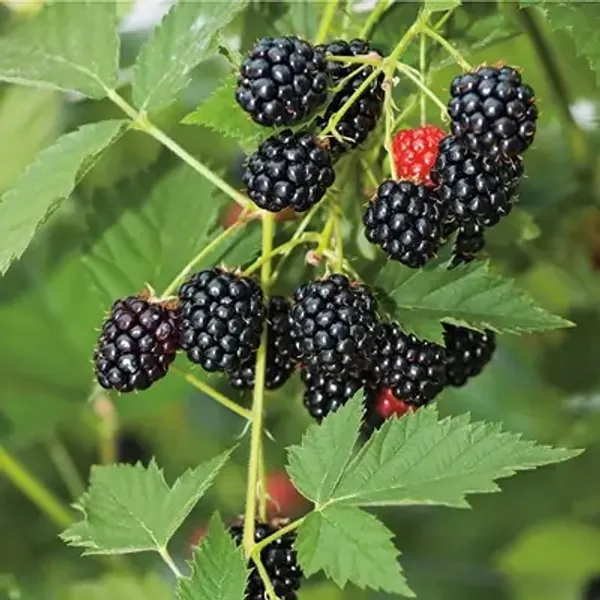 Black_Hybrid_Long_Berry_Fruit_Plant