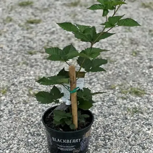 Black_Hybrid_Long_Berry_Fruit_Plant