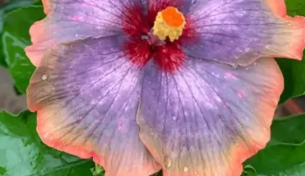 Purple_American_Variety_Hibiscus_Flower_Plant