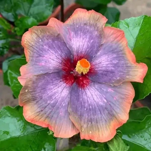 Purple_American_Variety_Hibiscus_Flower_Plant