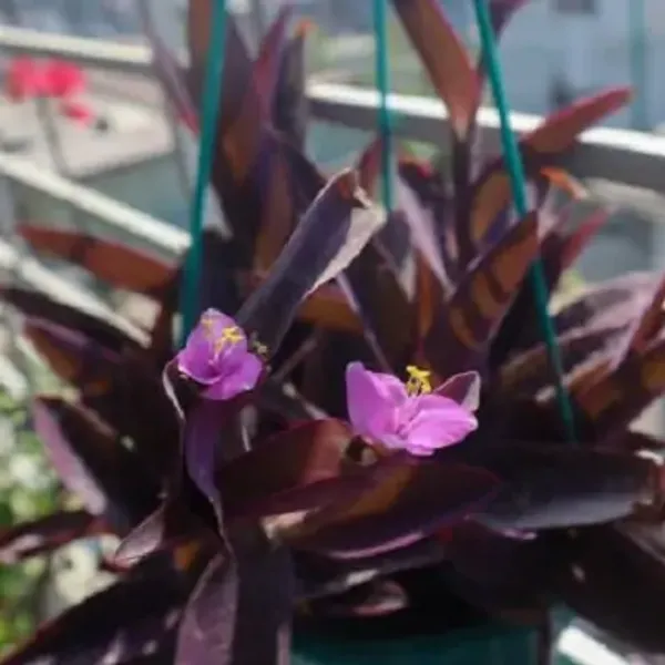 Purple_Heart_Hanging_Plant