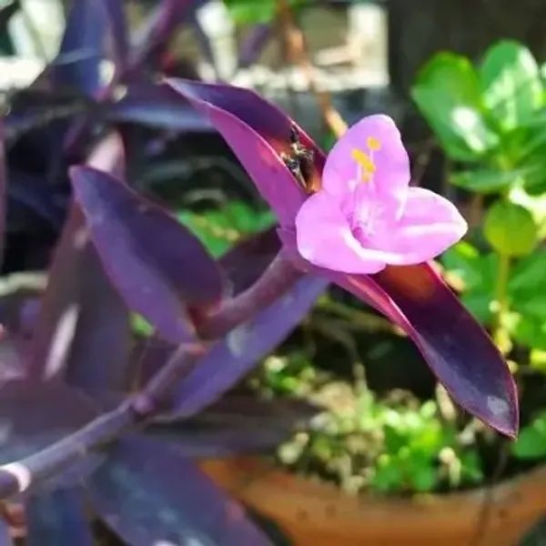 Purple_Heart_Hanging_Plant