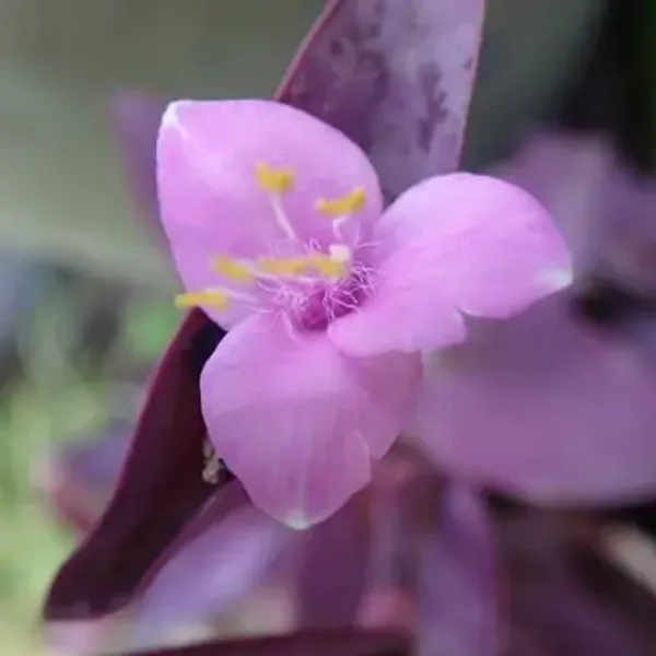 Purple_Heart_Hanging_Plant