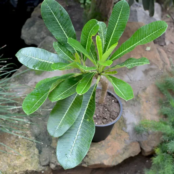 Yellow_Plumeria_Flower_Plant