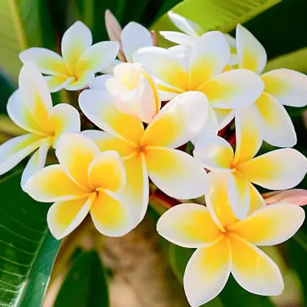 Yellow_Plumeria_Flower_Plant