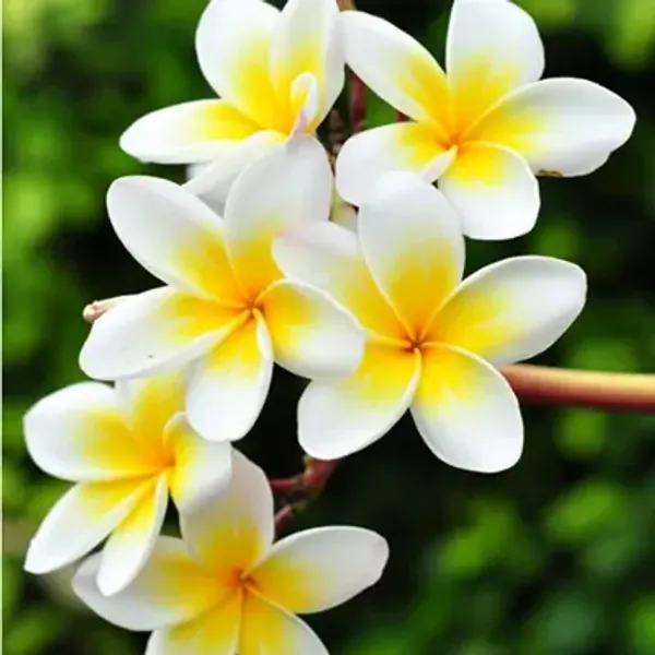 Yellow_Plumeria_Flower_Plant