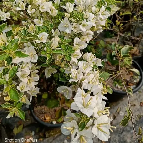 White_Variegated_King_Bougainville_Flower_Plant