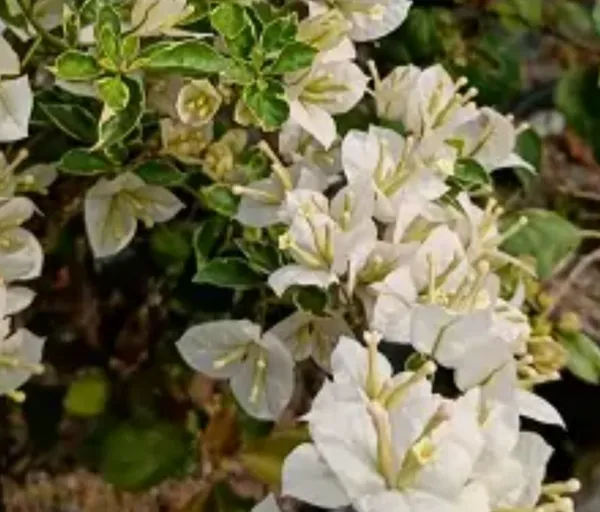 White_Variegated_King_Bougainville_Flower_Plant