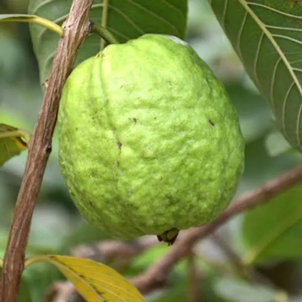 Green_Baruipur_Guava_Grafted_Fruit_Plant