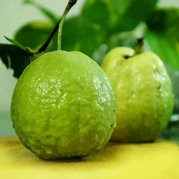 Green_Baruipur_Guava_Grafted_Fruit_Plant