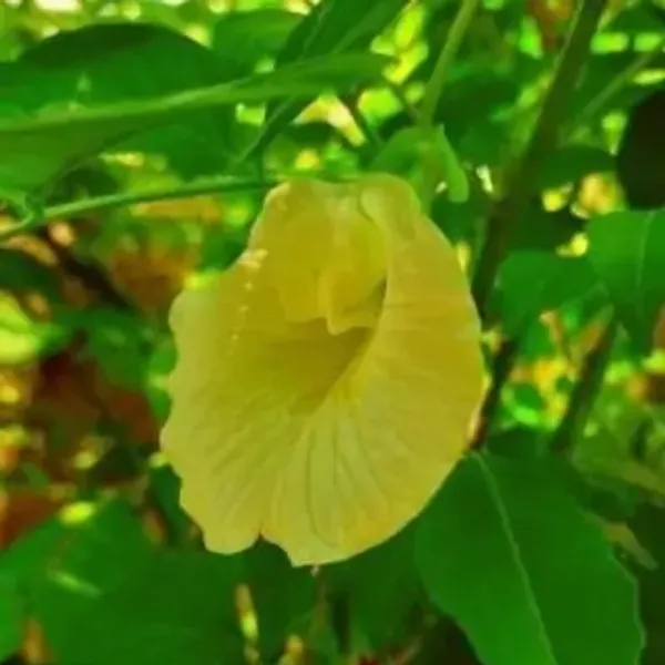 Yellow_Aparajita_Flowers_Plant