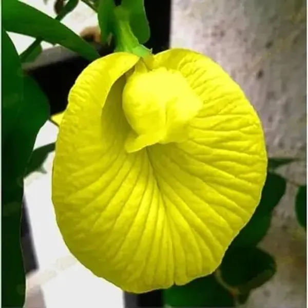 Yellow_Aparajita_Flowers_Plant