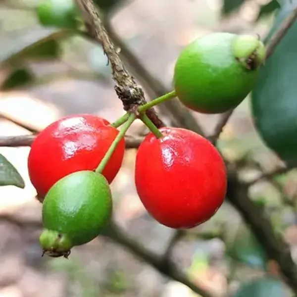Red_Cedar_Bay_Cherry_Grafted_Fruit_Plant