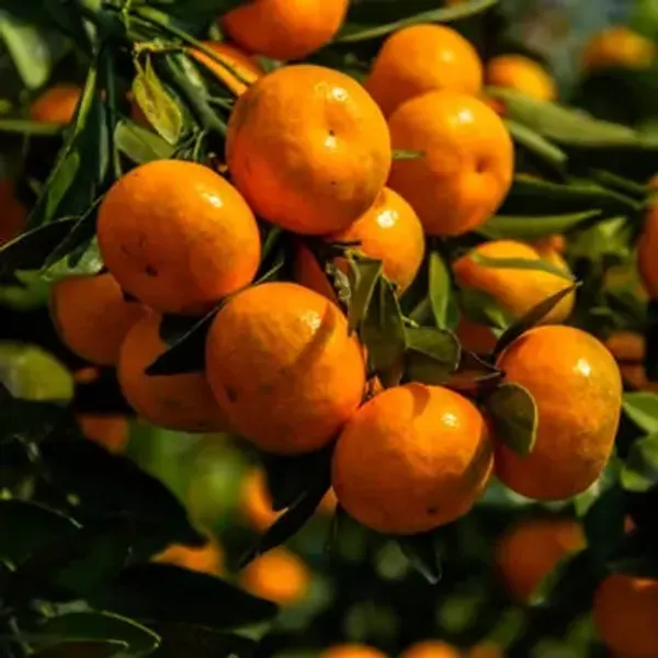 Orange_Seedless_Grafted_&_Amp_Hybrid_Lemon_Fruit_Plant