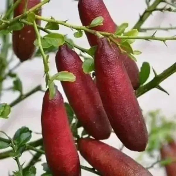 Red_Figure_Lemon_Grafted_Fruit_Plant