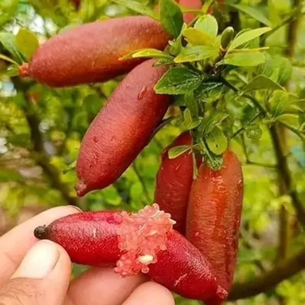 Red_Figure_Lemon_Grafted_Fruit_Plant