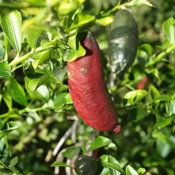 Red_Figure_Lemon_Grafted_Fruit_Plant