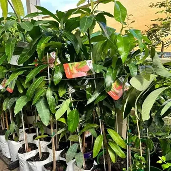 Red_Australian_Mango_Grafted_Fruit_Plant