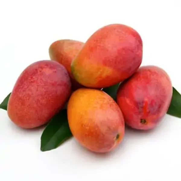 Red_Australian_Mango_Grafted_Fruit_Plant