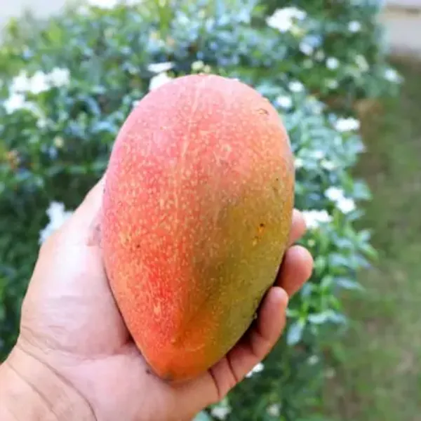 Red_Australian_Mango_Grafted_Fruit_Plant