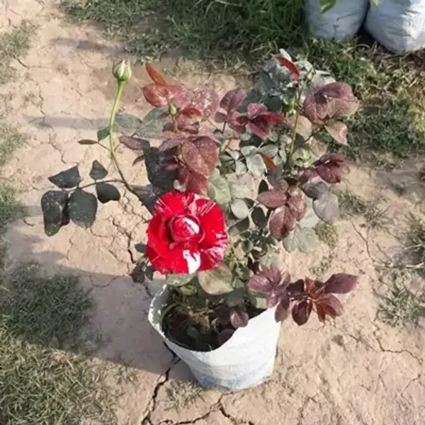 Red_Abracadabra_Rose_Flower_Plant