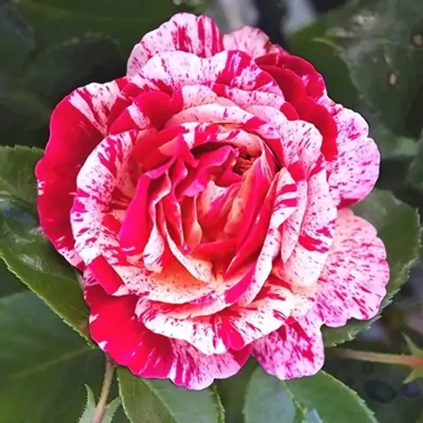 Red_Abracadabra_Rose_Flower_Plant