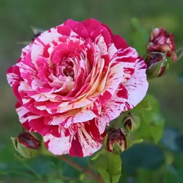 Red_Abracadabra_Rose_Flower_Plant