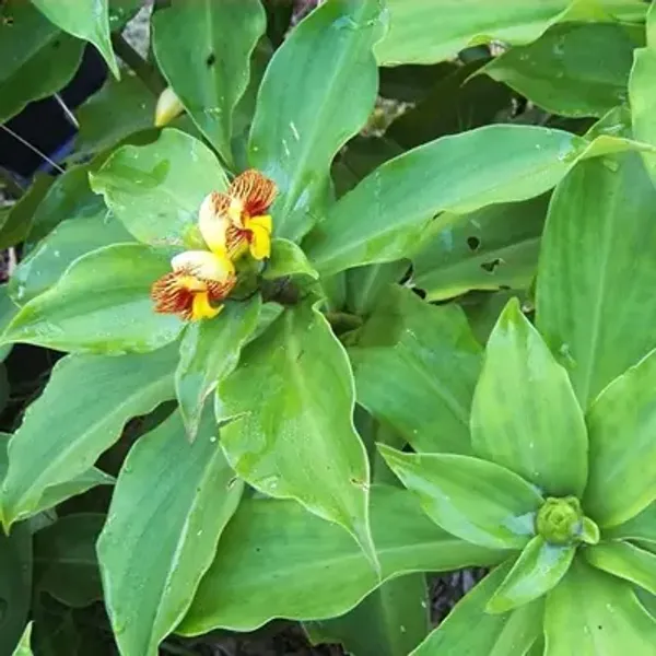 Green_Chamaecostus_Cuspidatus_Insulin_Medicinal_Plant