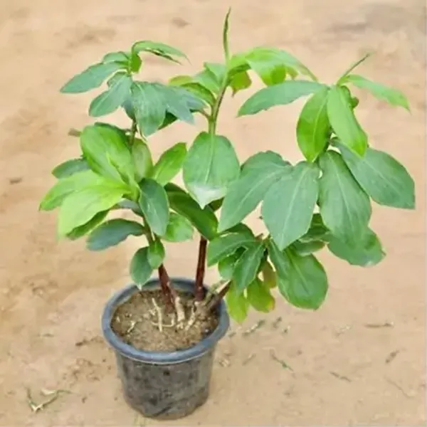 Green_Chamaecostus_Cuspidatus_Insulin_Medicinal_Plant