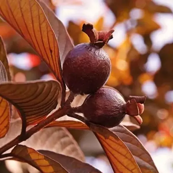 Red_Thai_Variety_Guava_Grafted_Fruit_Plant