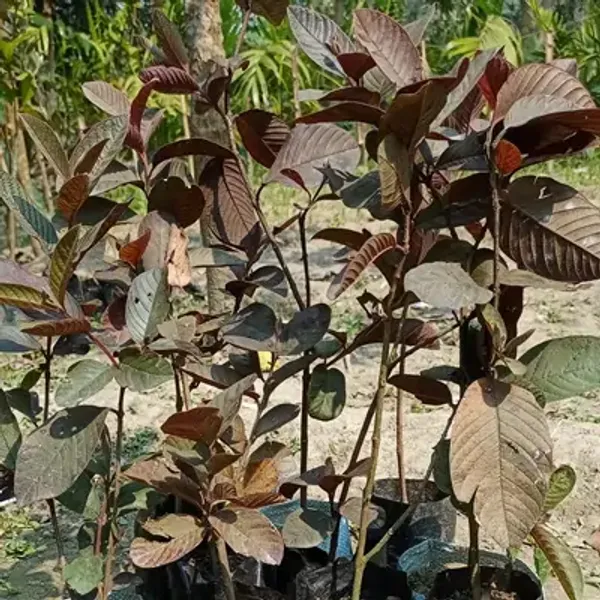 Red_Thai_Variety_Guava_Grafted_Fruit_Plant